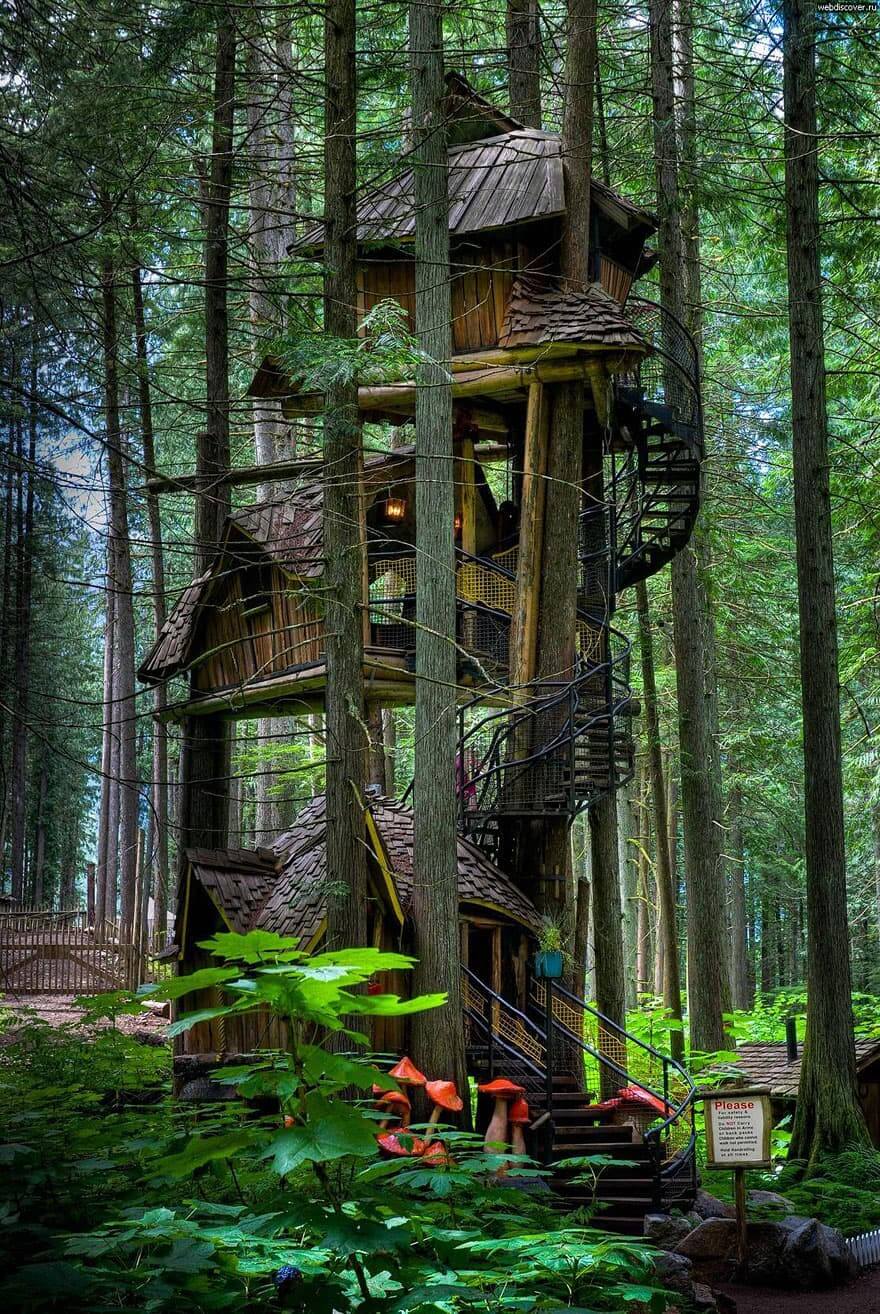 Treehouse Background