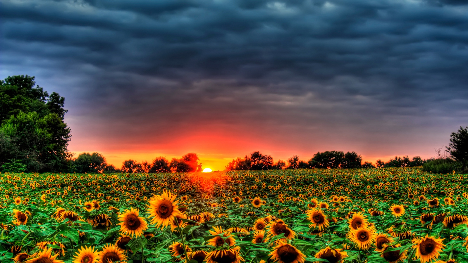 Wallpaper Sunflower Background