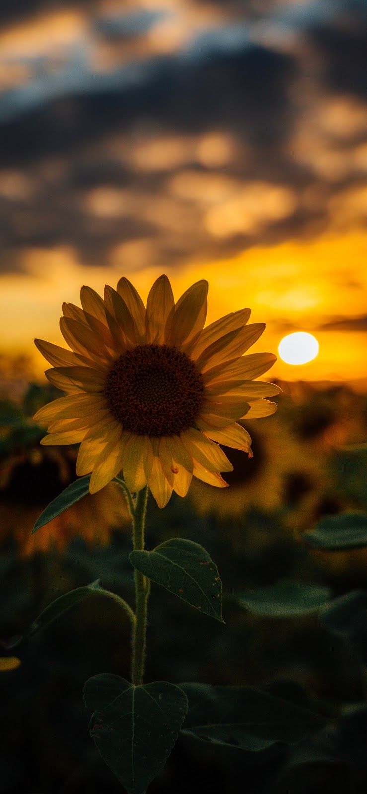 Wallpaper Sunflower Background