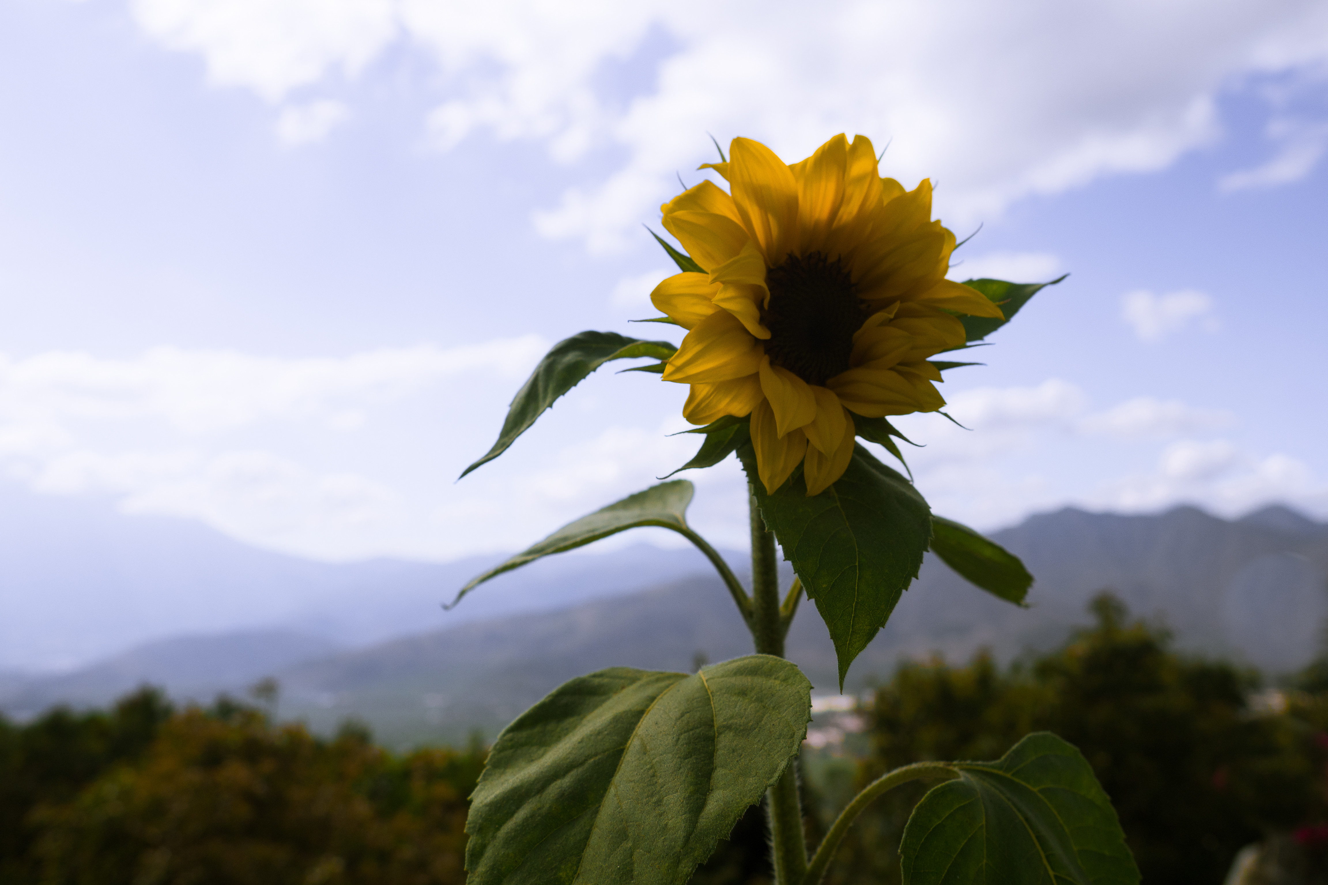 Wallpaper Sunflower Background