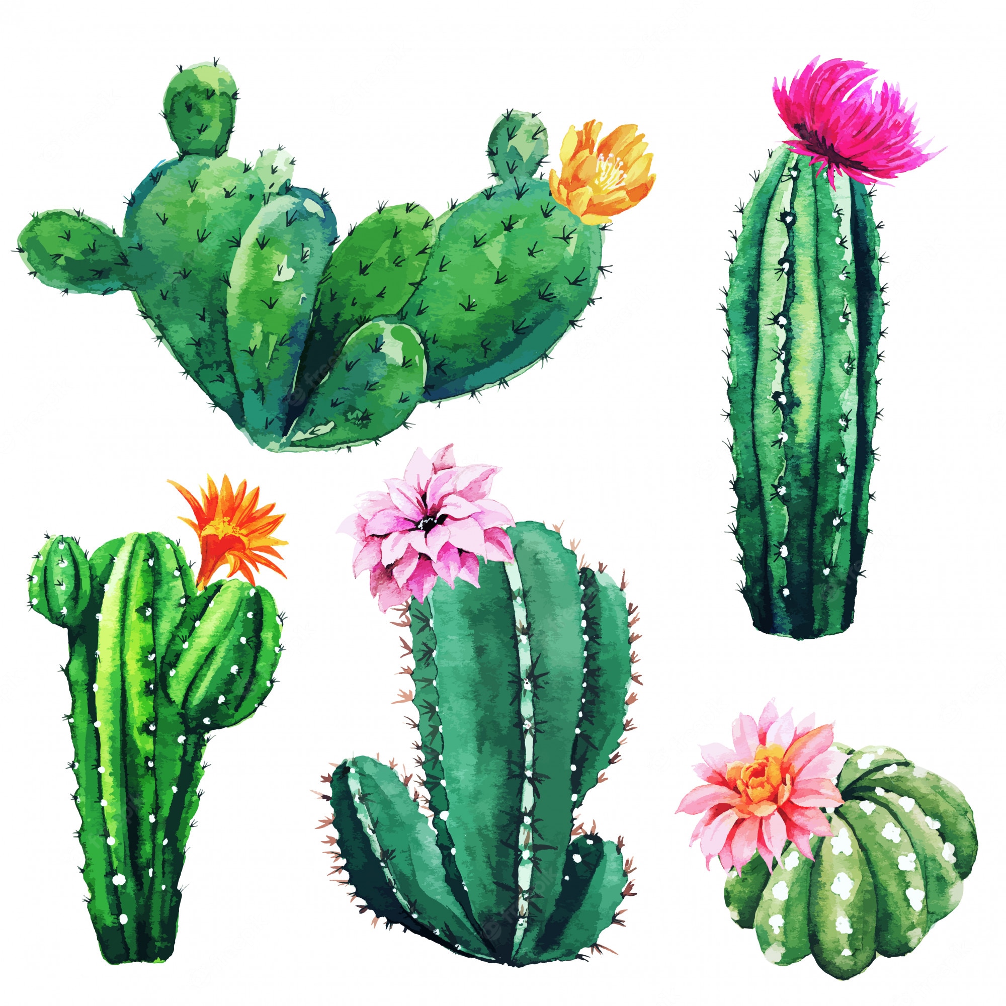 Watercolor Cactus Background