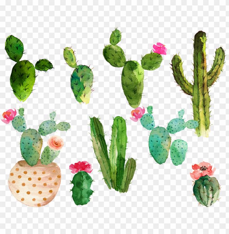 Watercolor Cactus Background