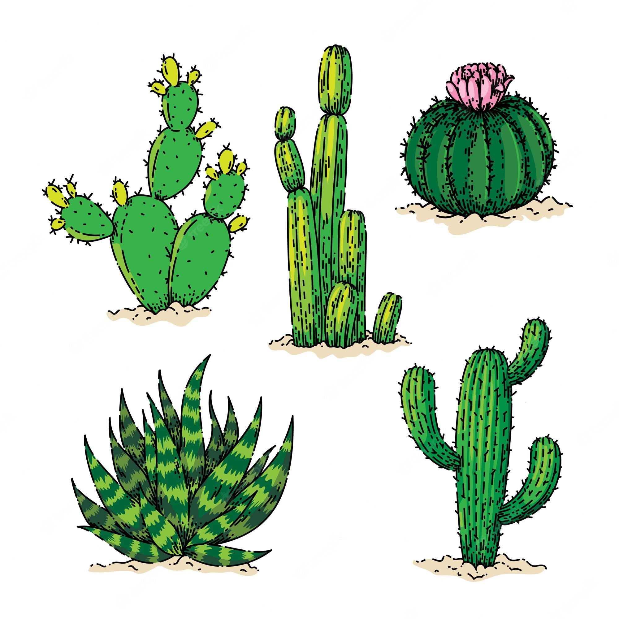 Watercolor Cactus Background