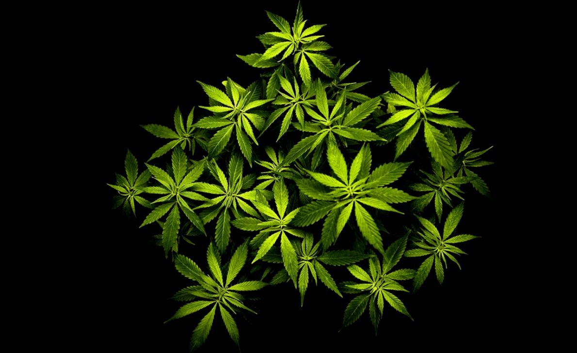 Weed Plants Backgrounds