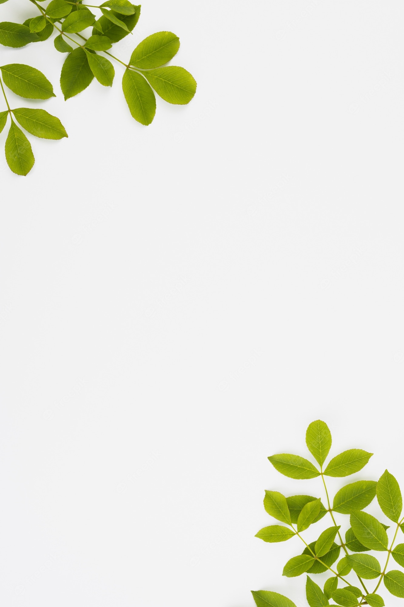 White Background With Leaves