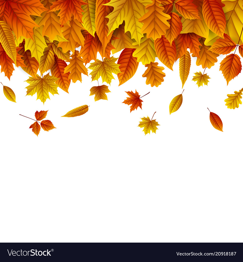 White Background With Leaves