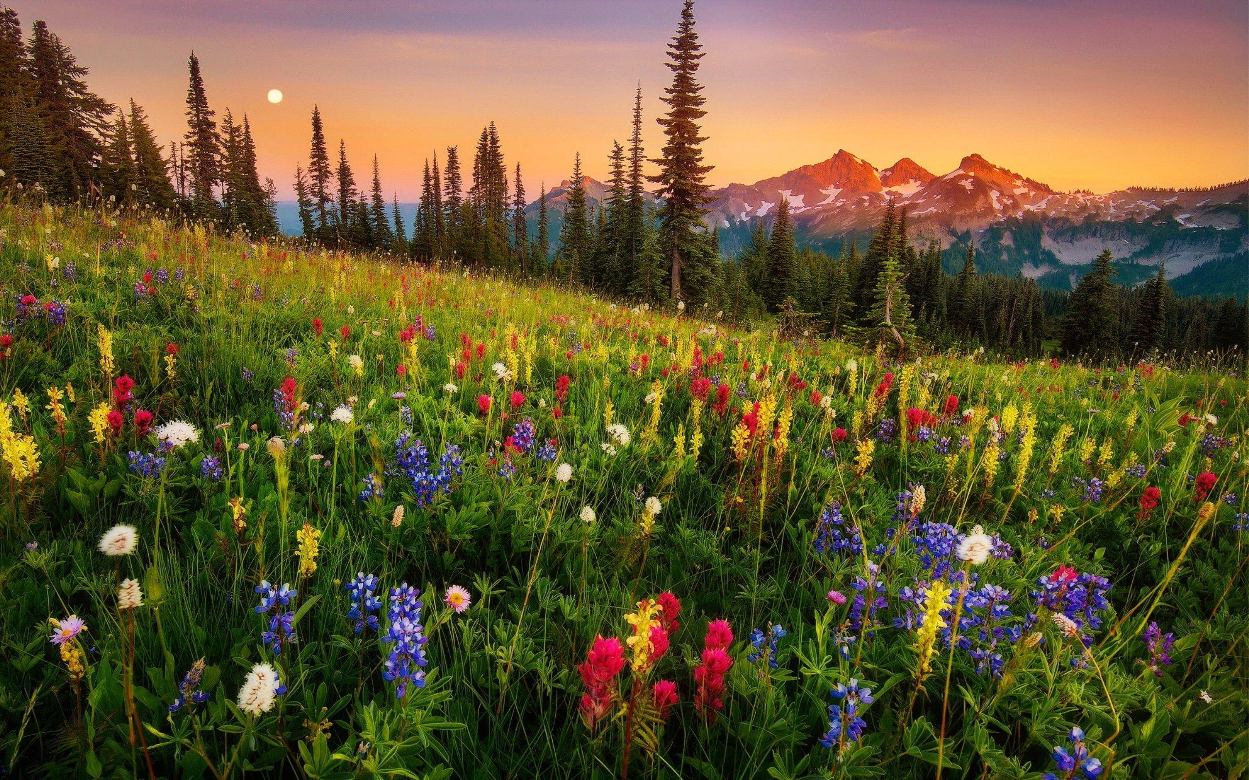 Wildflower Background