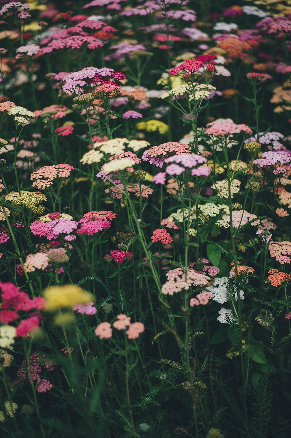 Wildflower Background