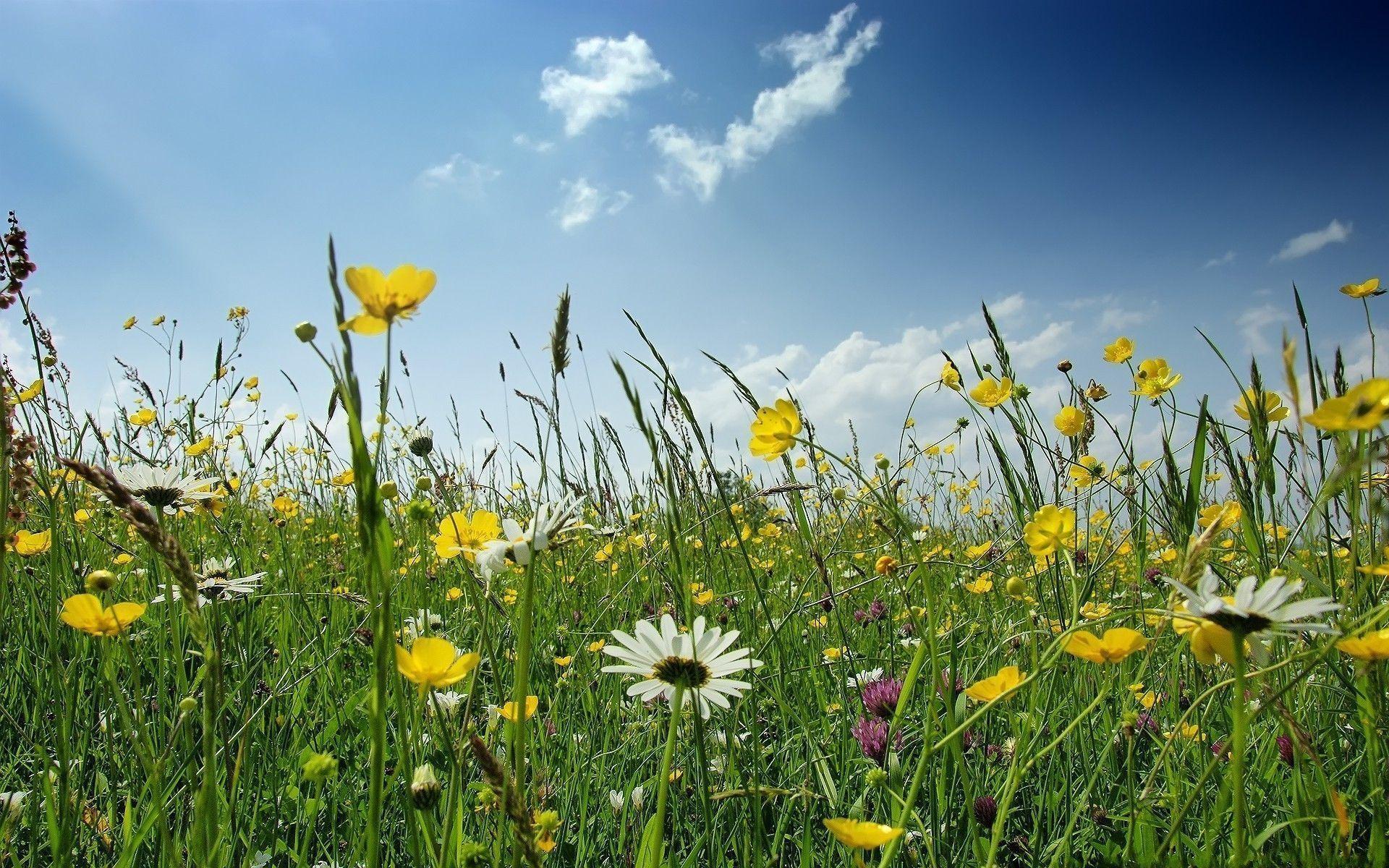 Wildflower Background