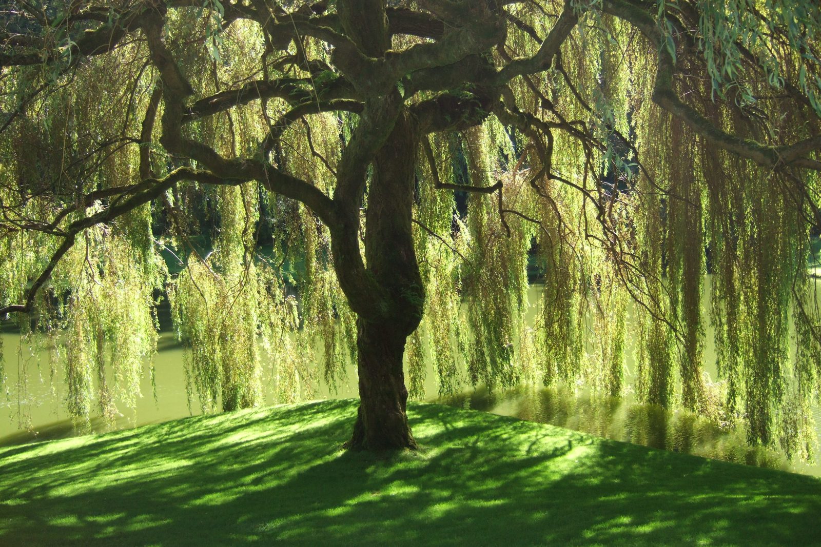 Willow Tree Background