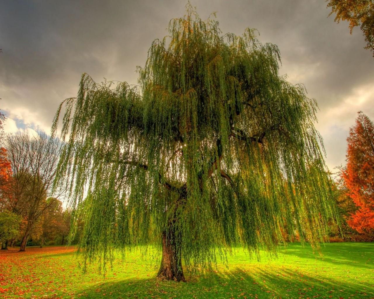 Willow Tree Background