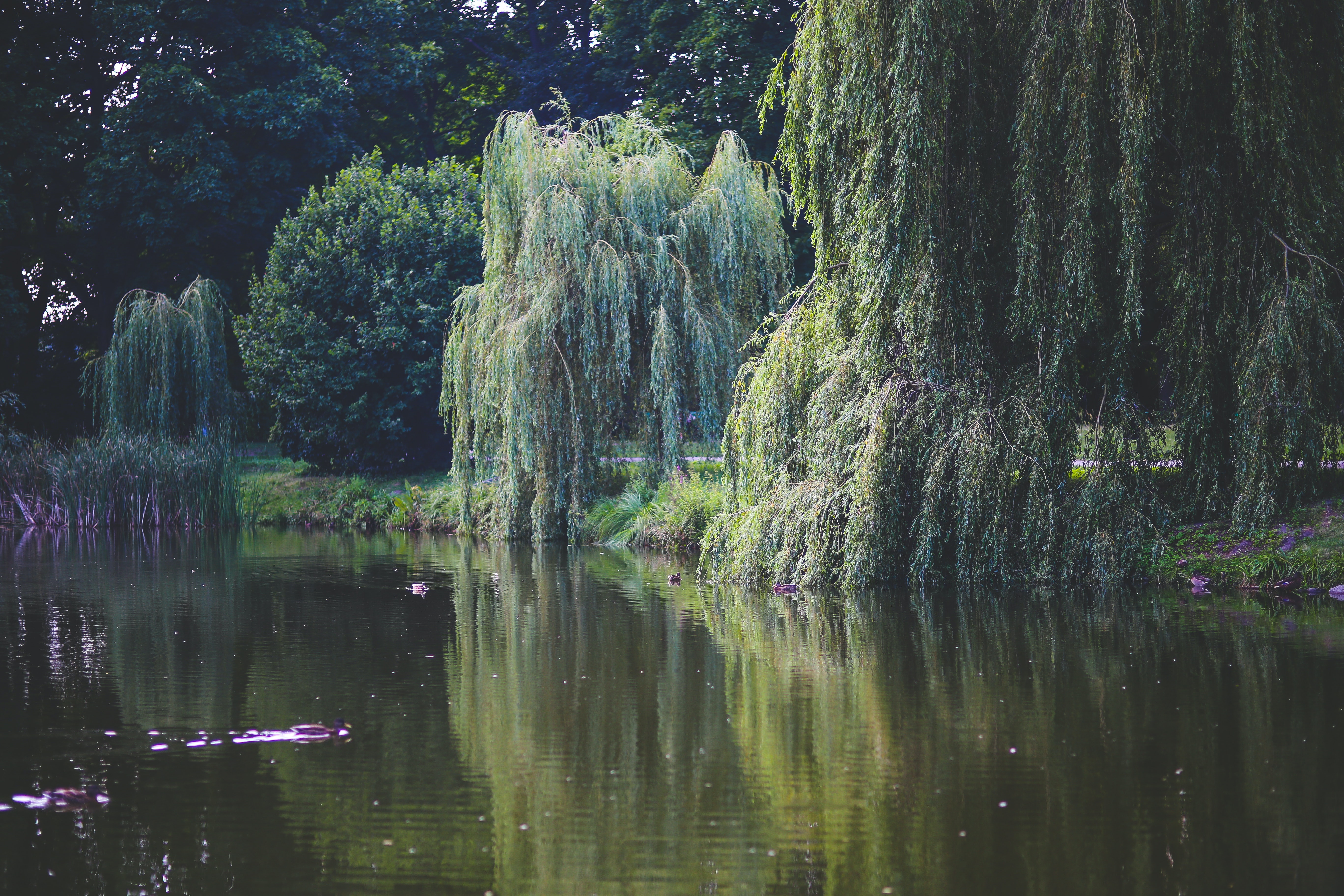 Willow Tree Background