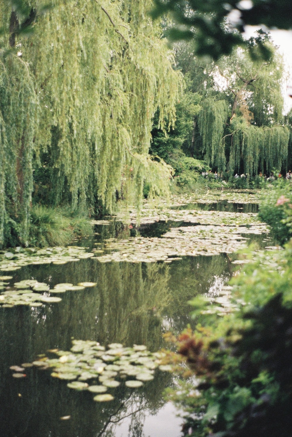 Willow Tree Background