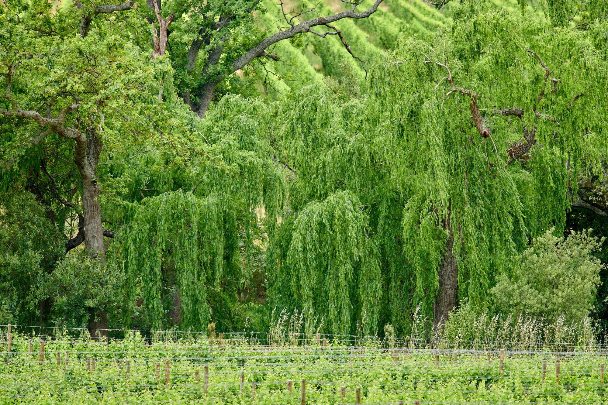 Willow Tree Background