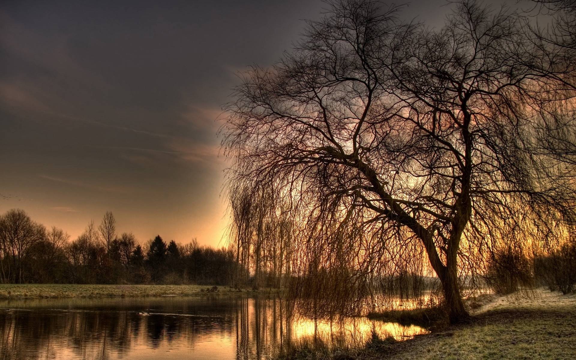 Willow Tree Background