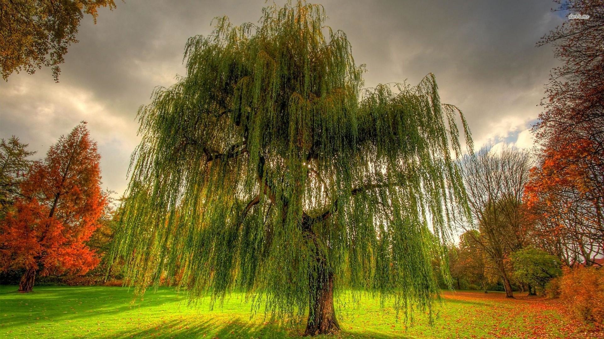 Willow Tree Background