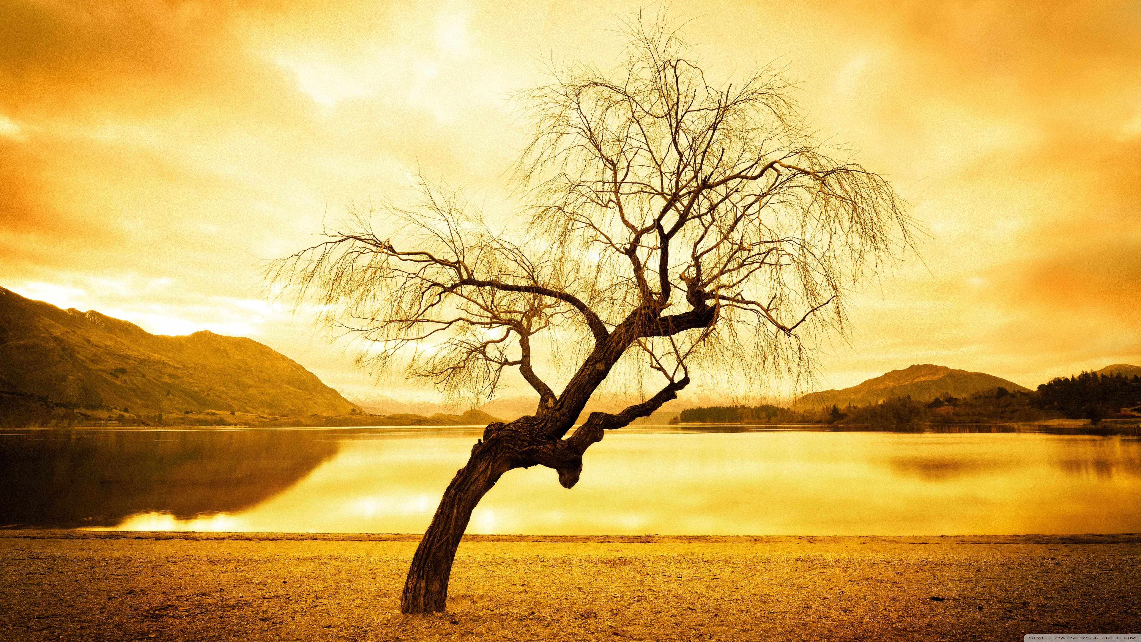 Willow Tree Background