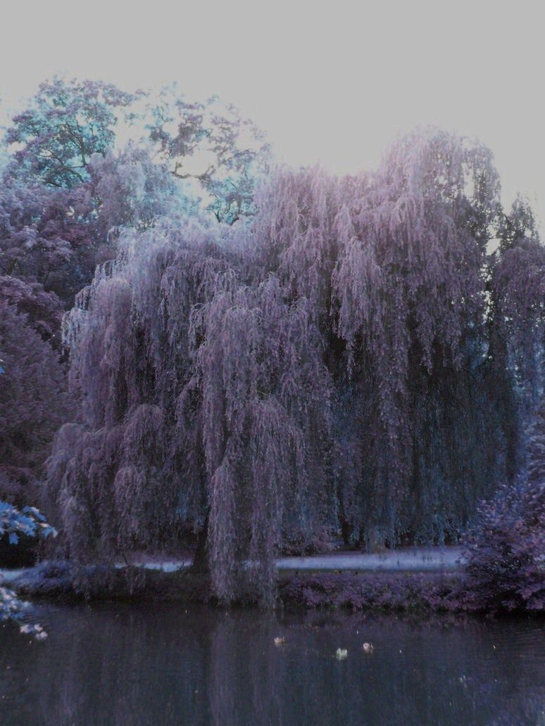 Willow Tree Background