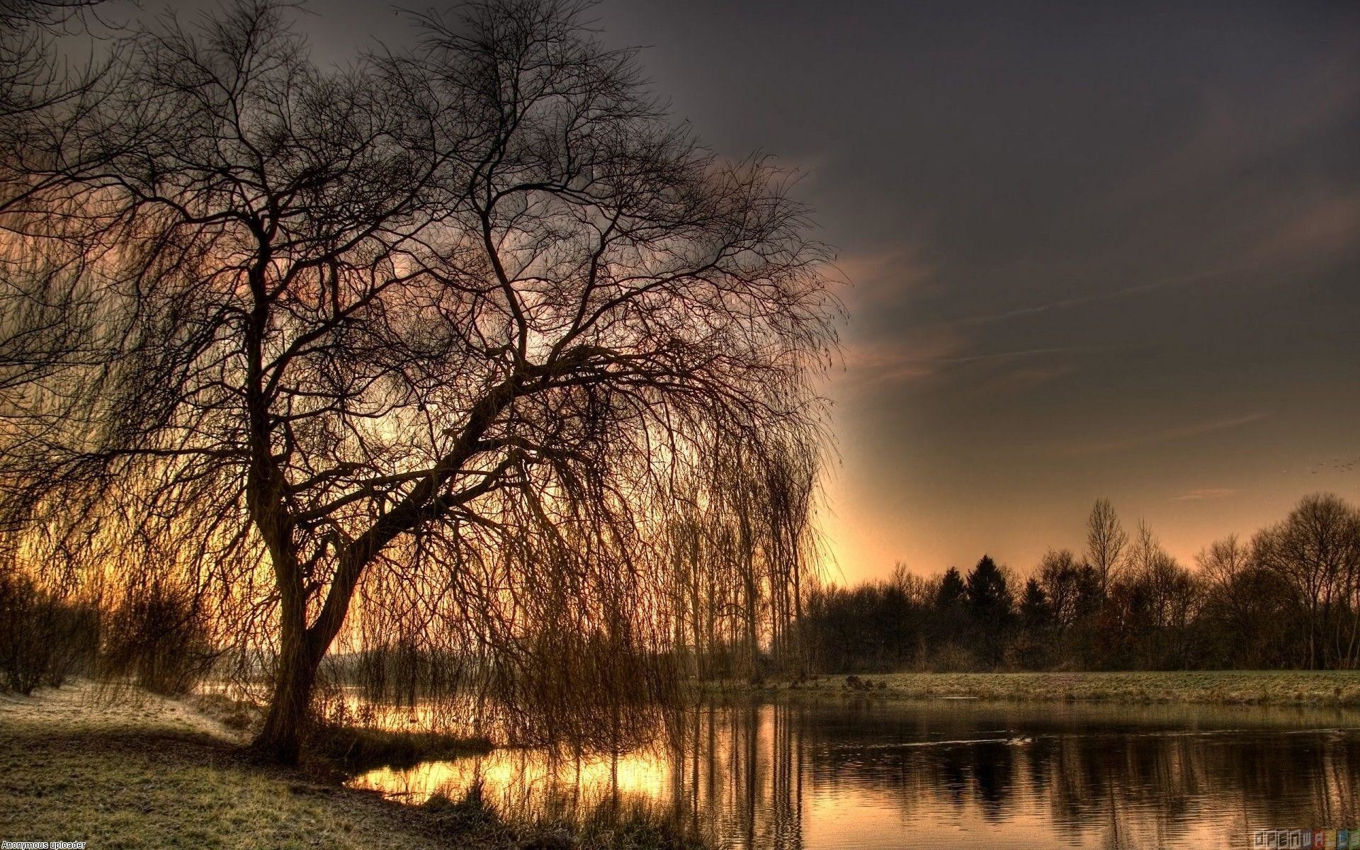 Willow Tree Background