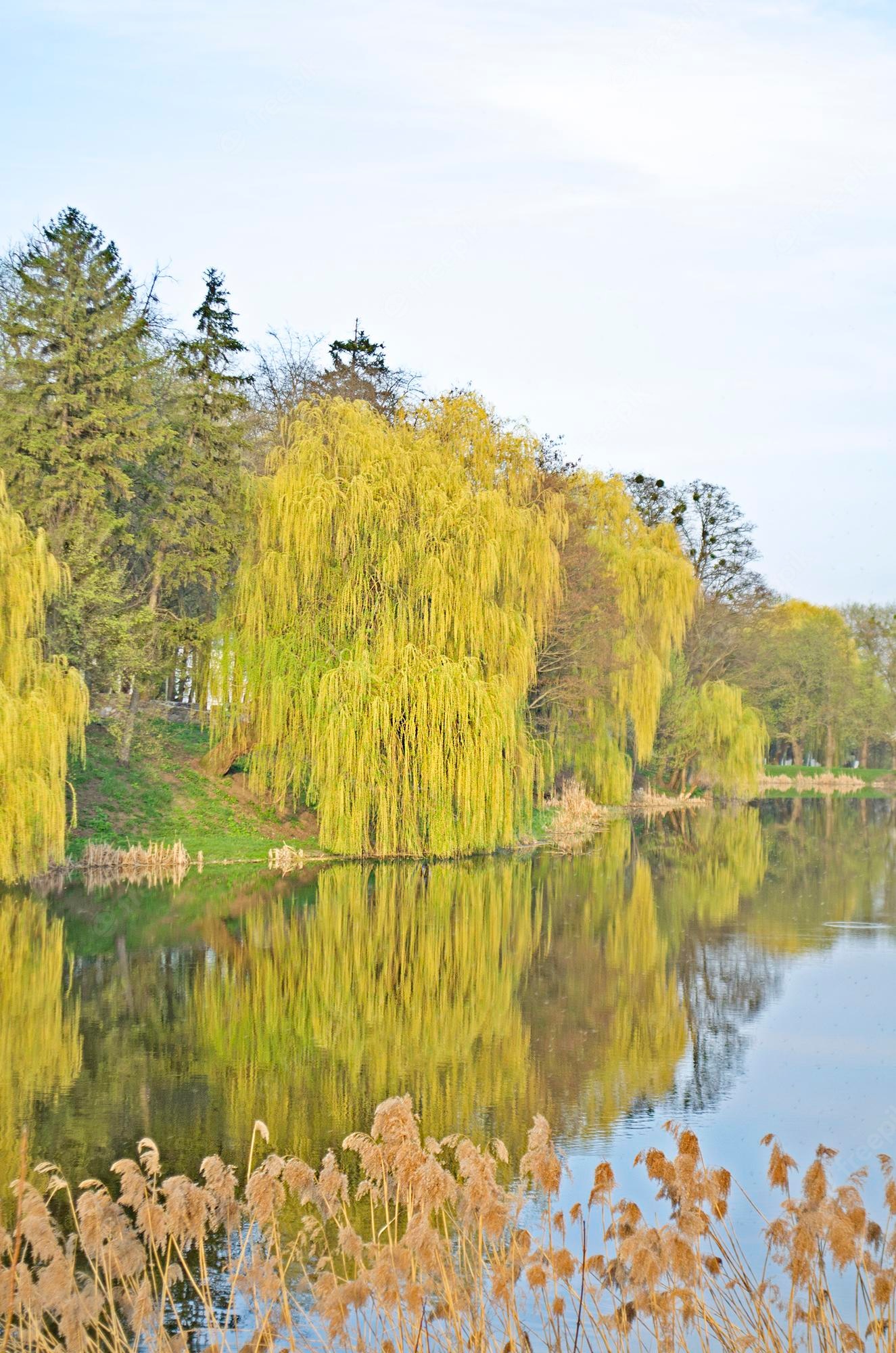 Willow Tree Background