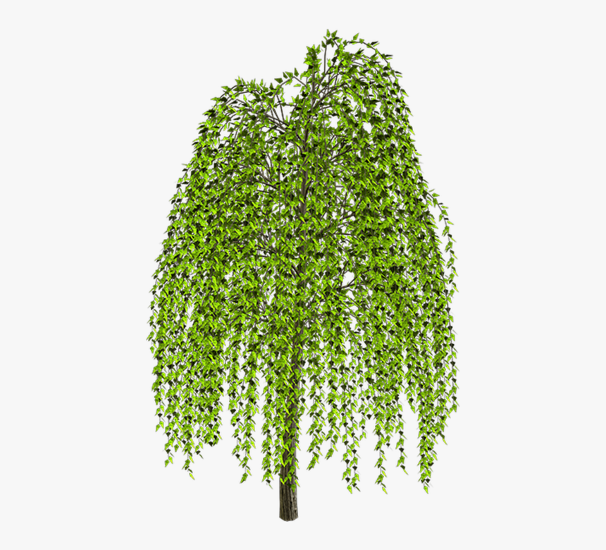 Willow Tree Background