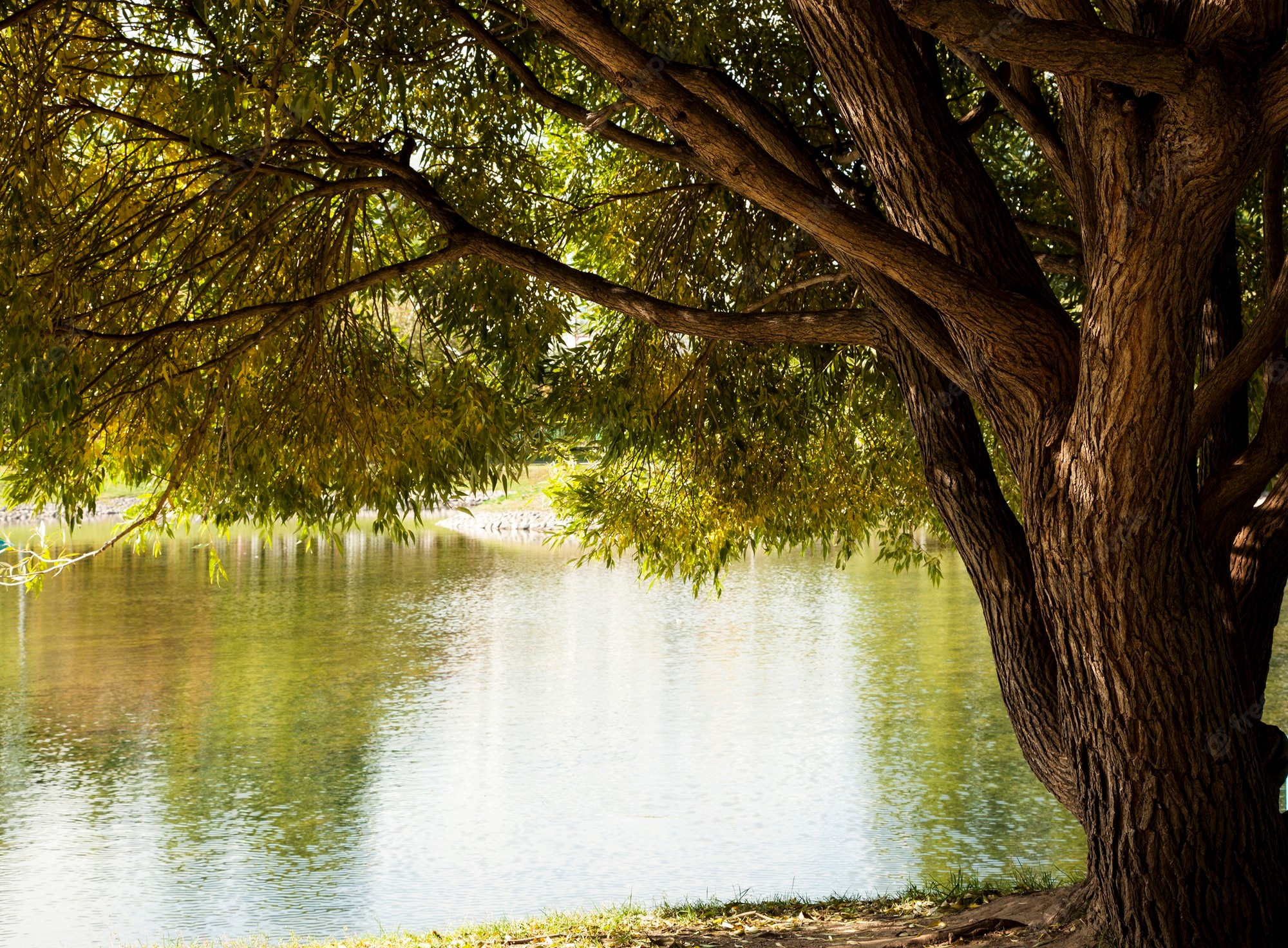 Willow Tree Background