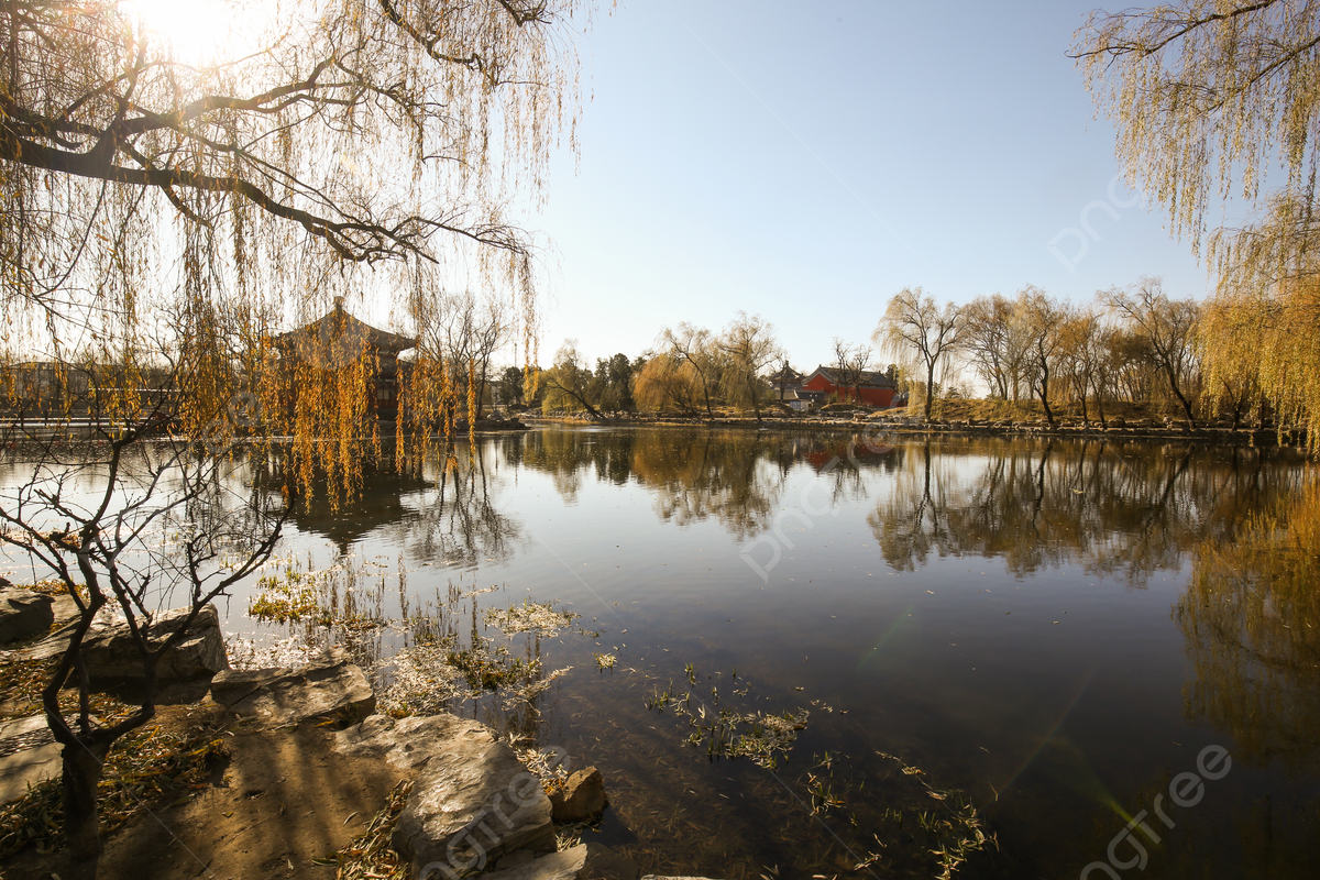 Willow Tree Background