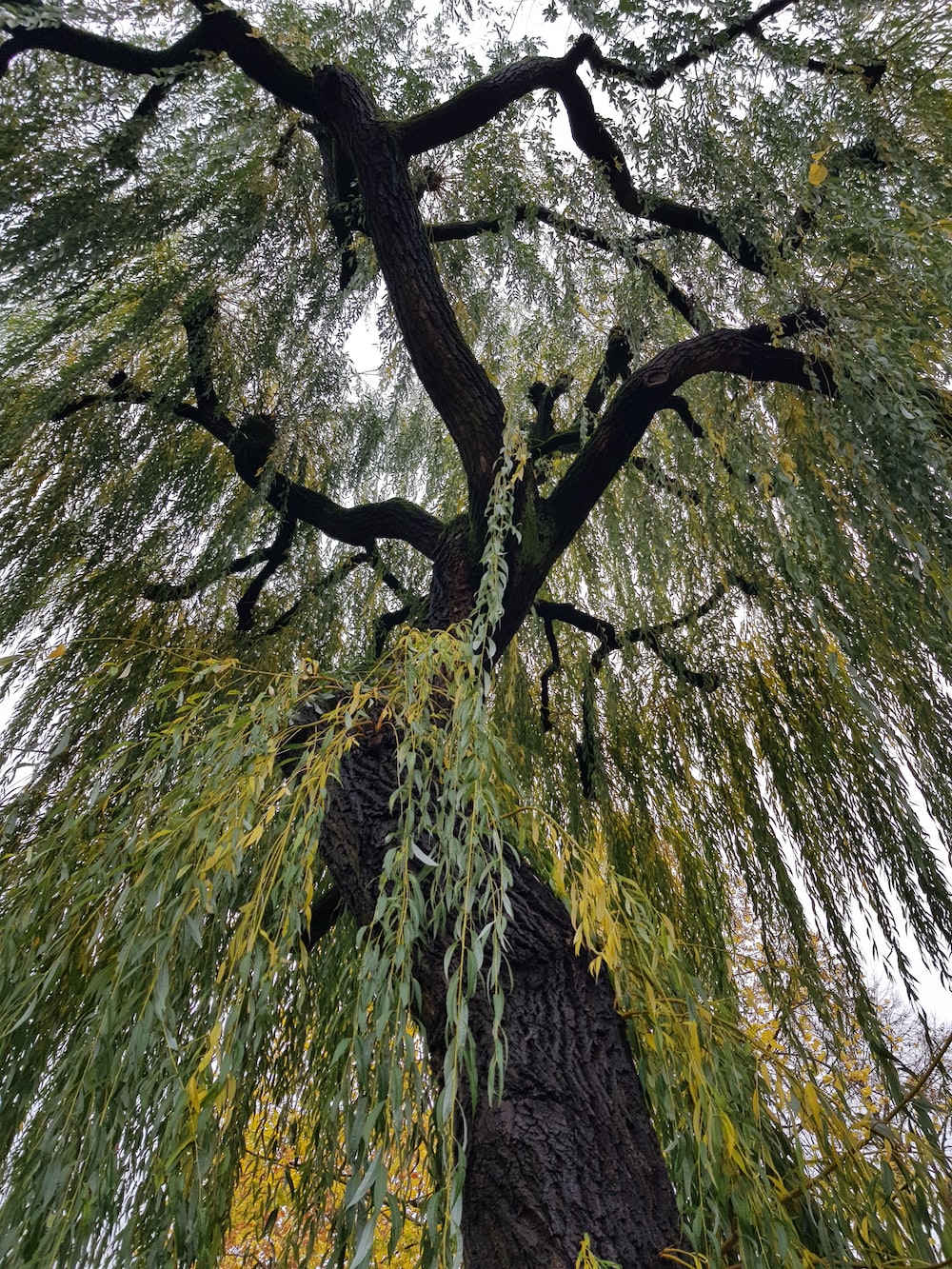 Willow Tree Background