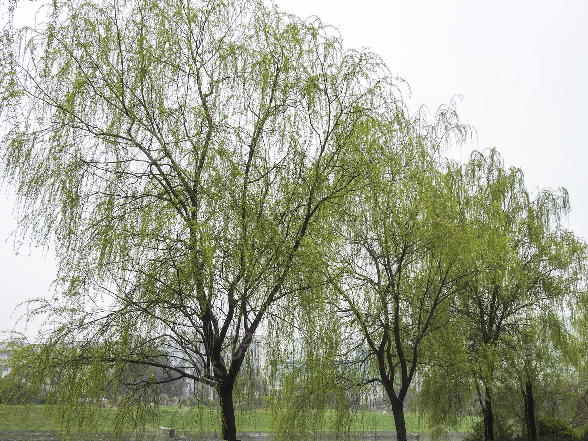 Willow Tree Background