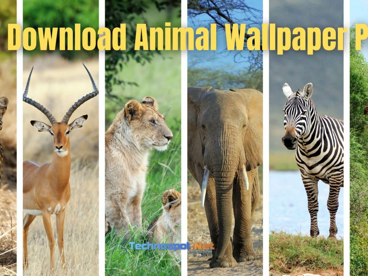 Animal Free Download Wallpapers