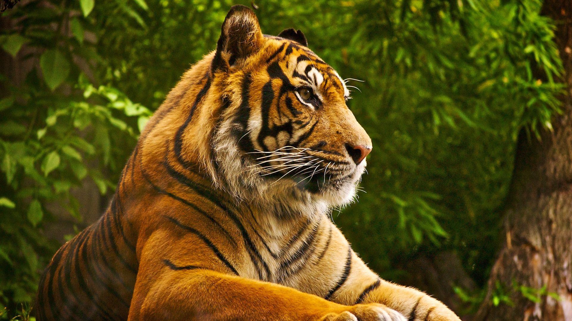 Animals Hd Wallpapers
