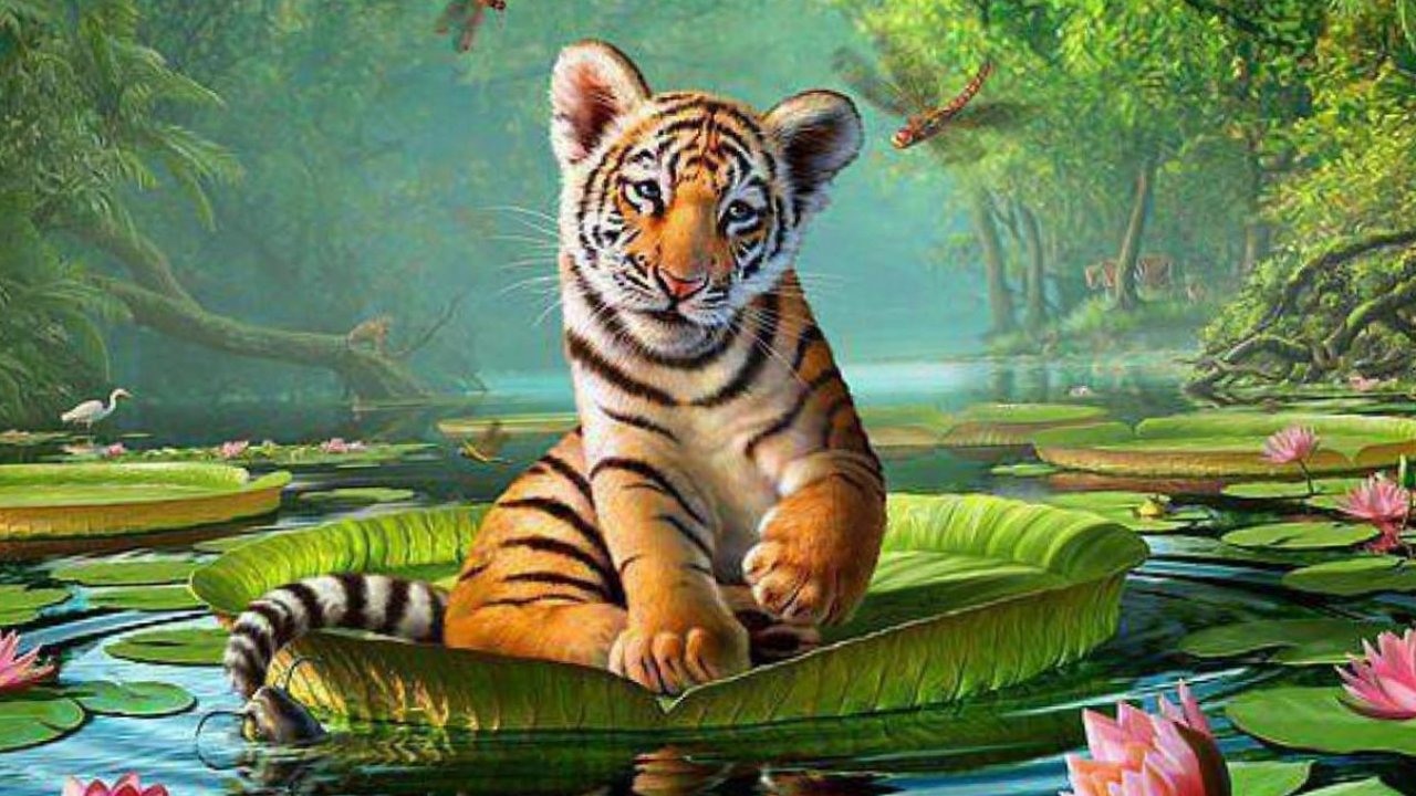 Animals Hd Wallpapers